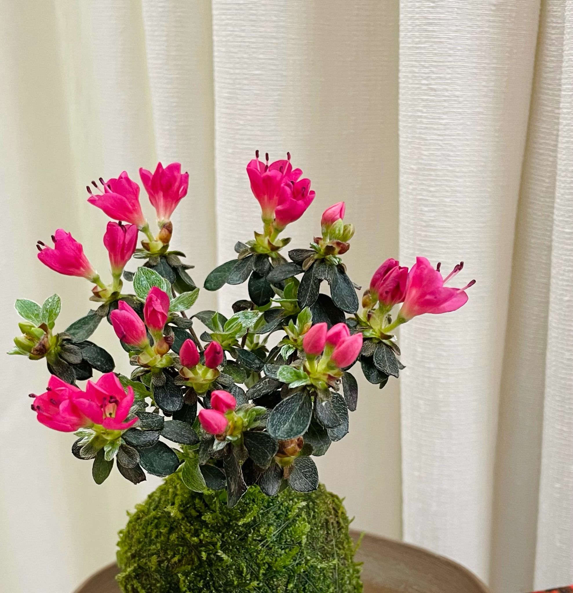 深山霧島 紅小町 みやまきりしま