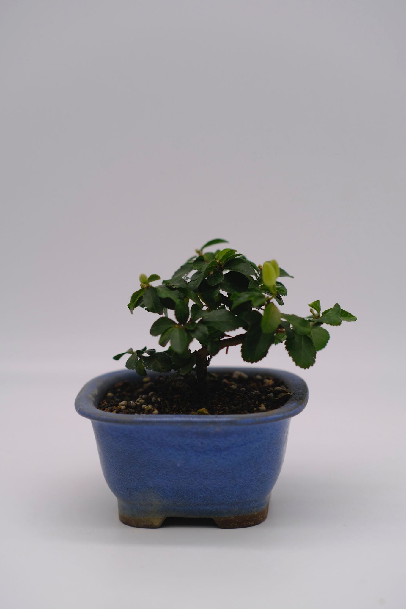 日本水蓮木 SUIREN BOKU