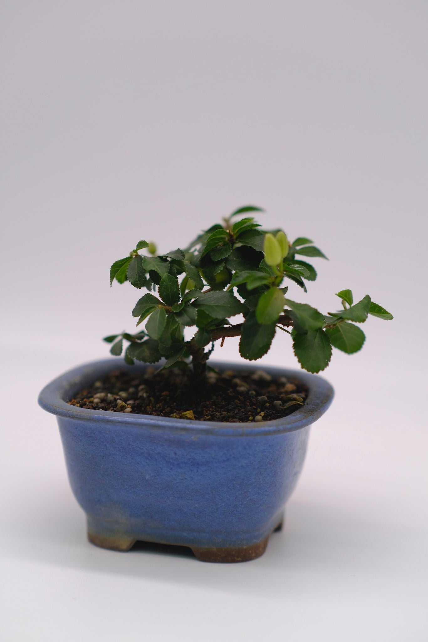 日本水蓮木 SUIREN BOKU