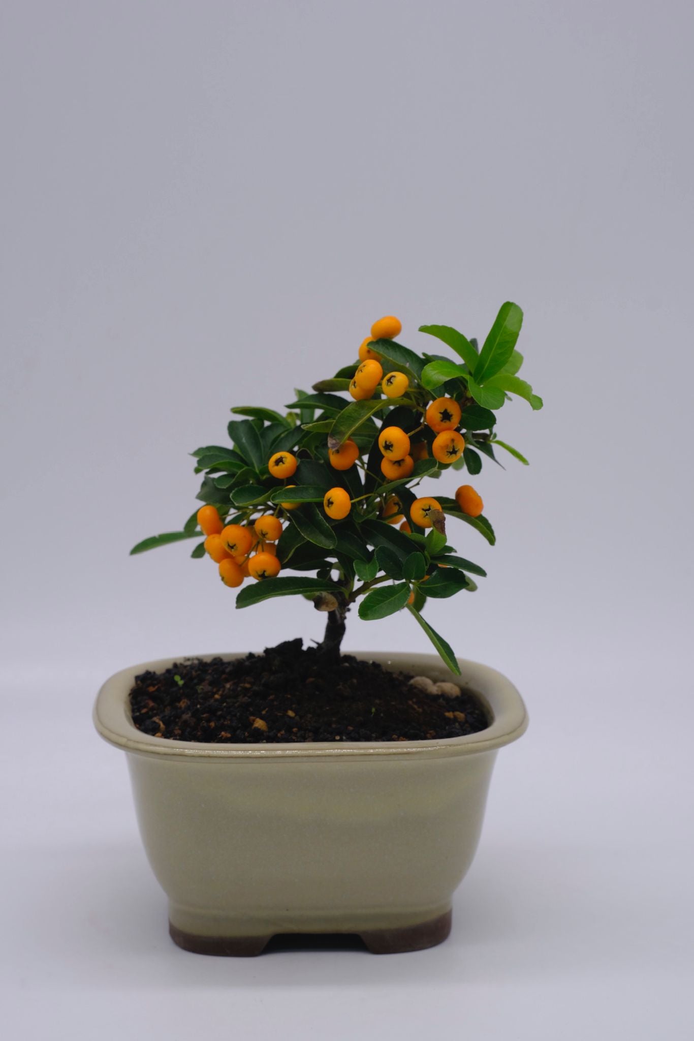 日本火刺木(黃)