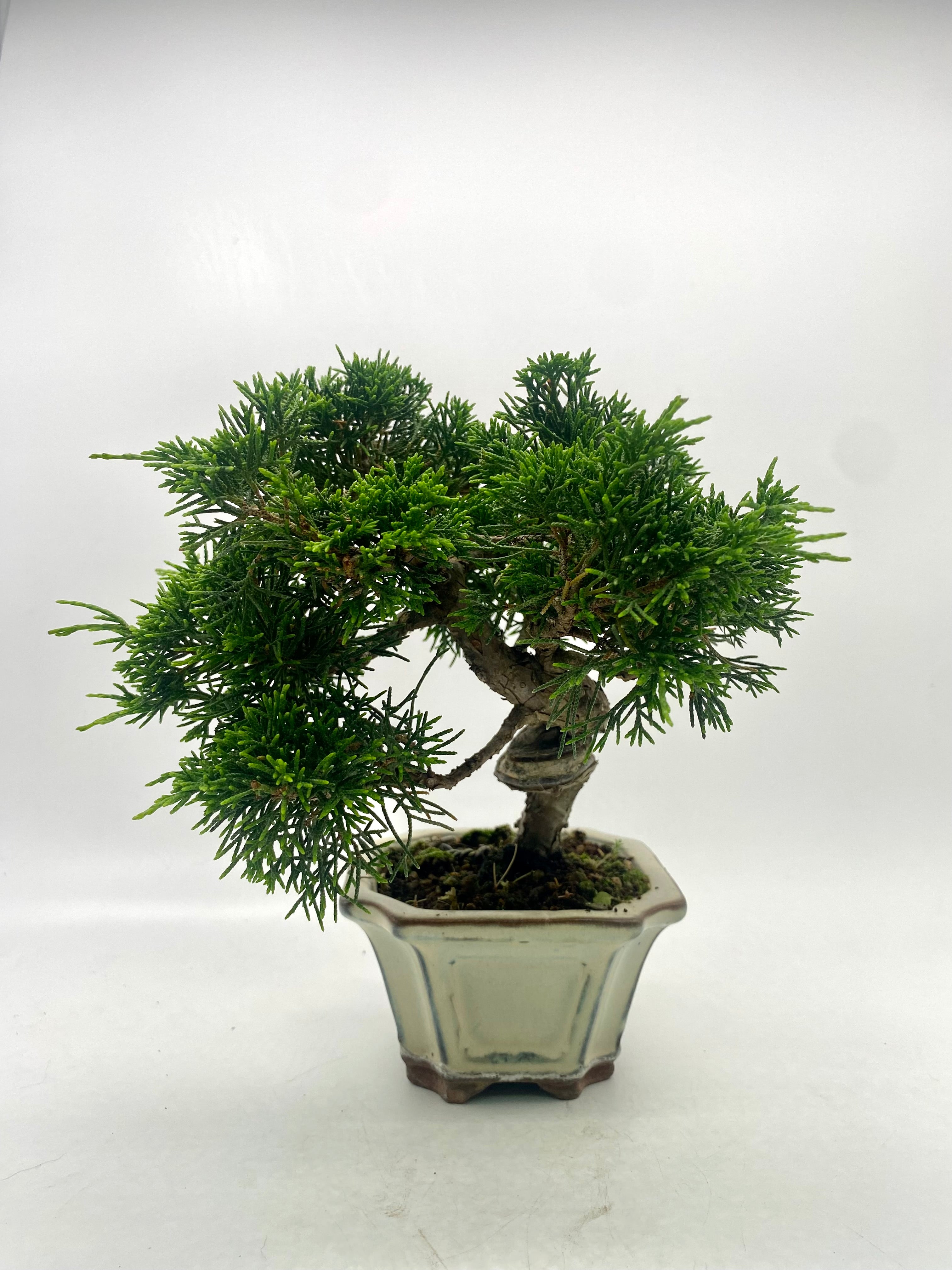 日本系魚川真柏