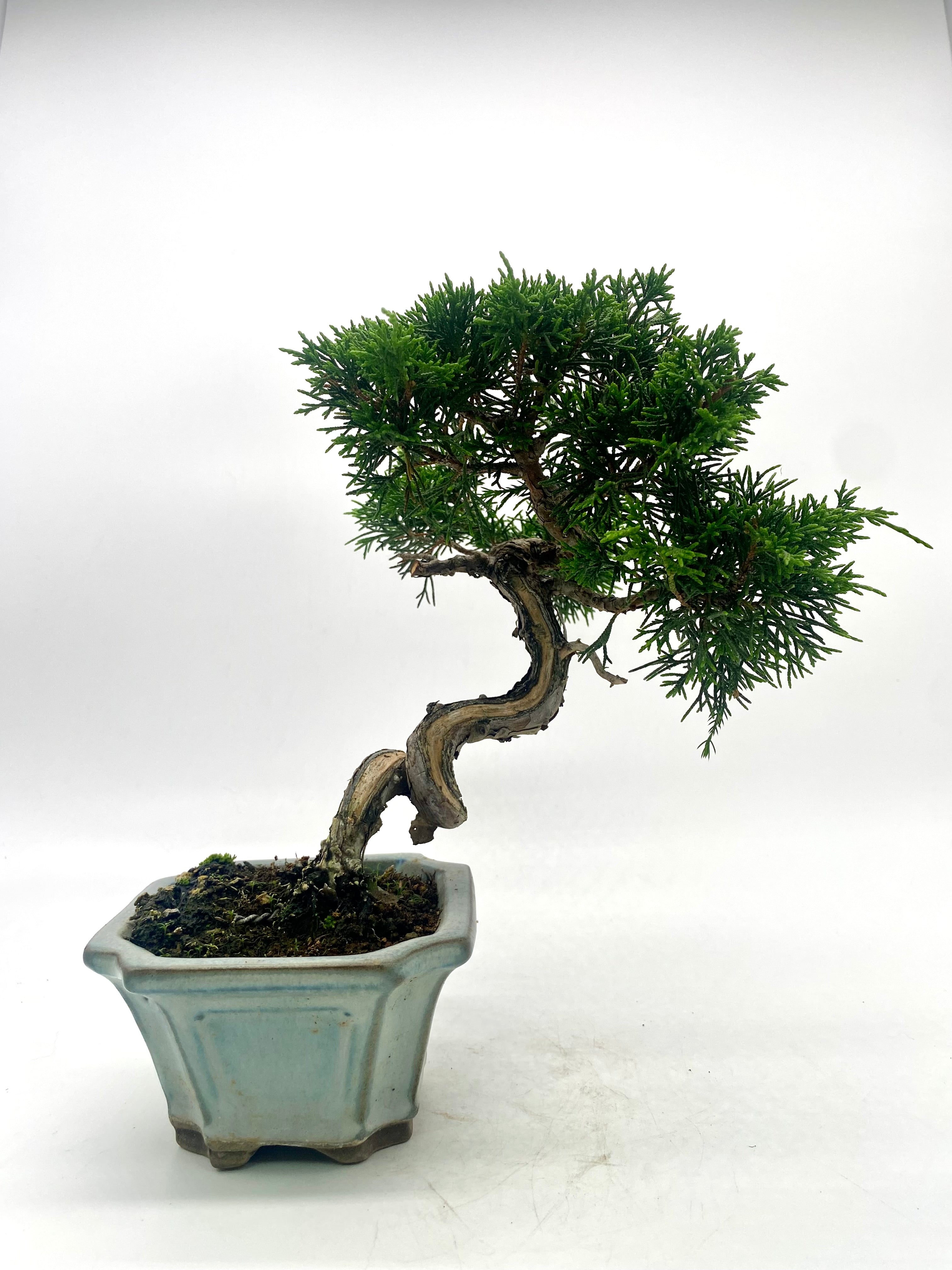 日本系魚川真柏