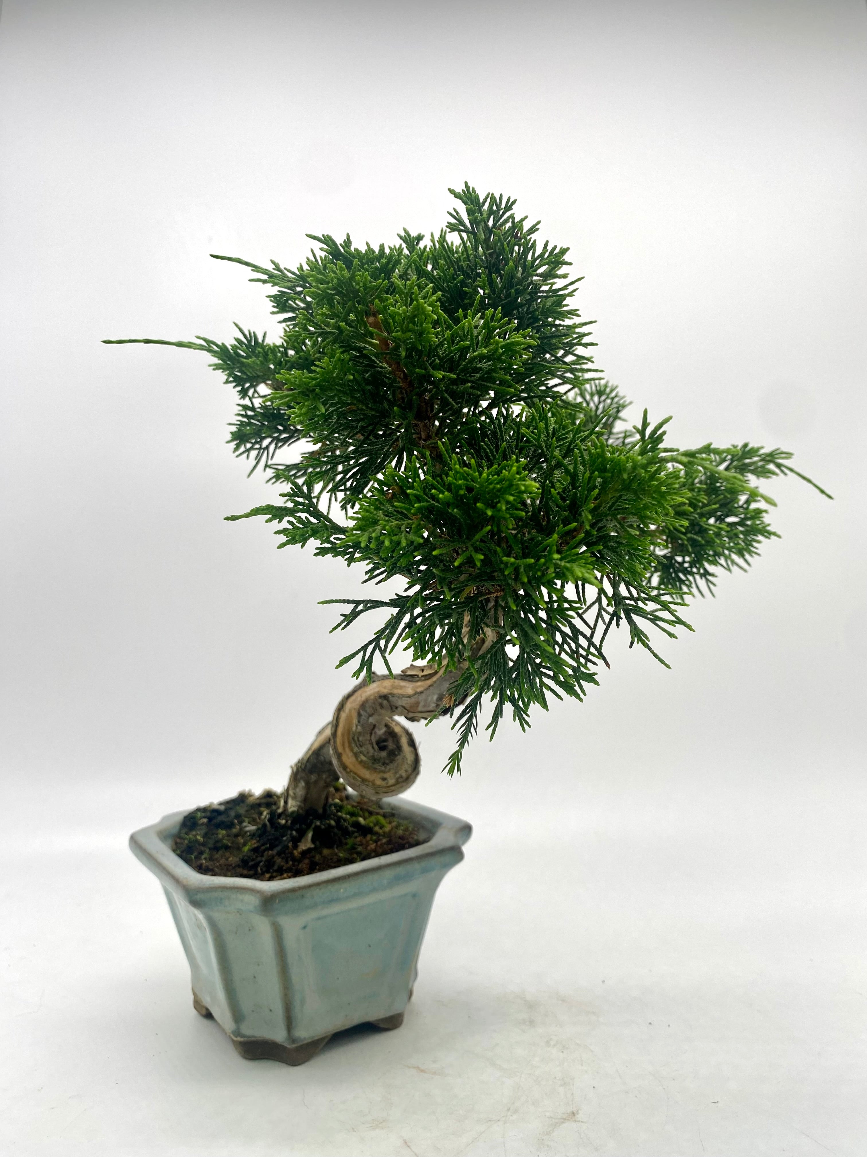 日本系魚川真柏