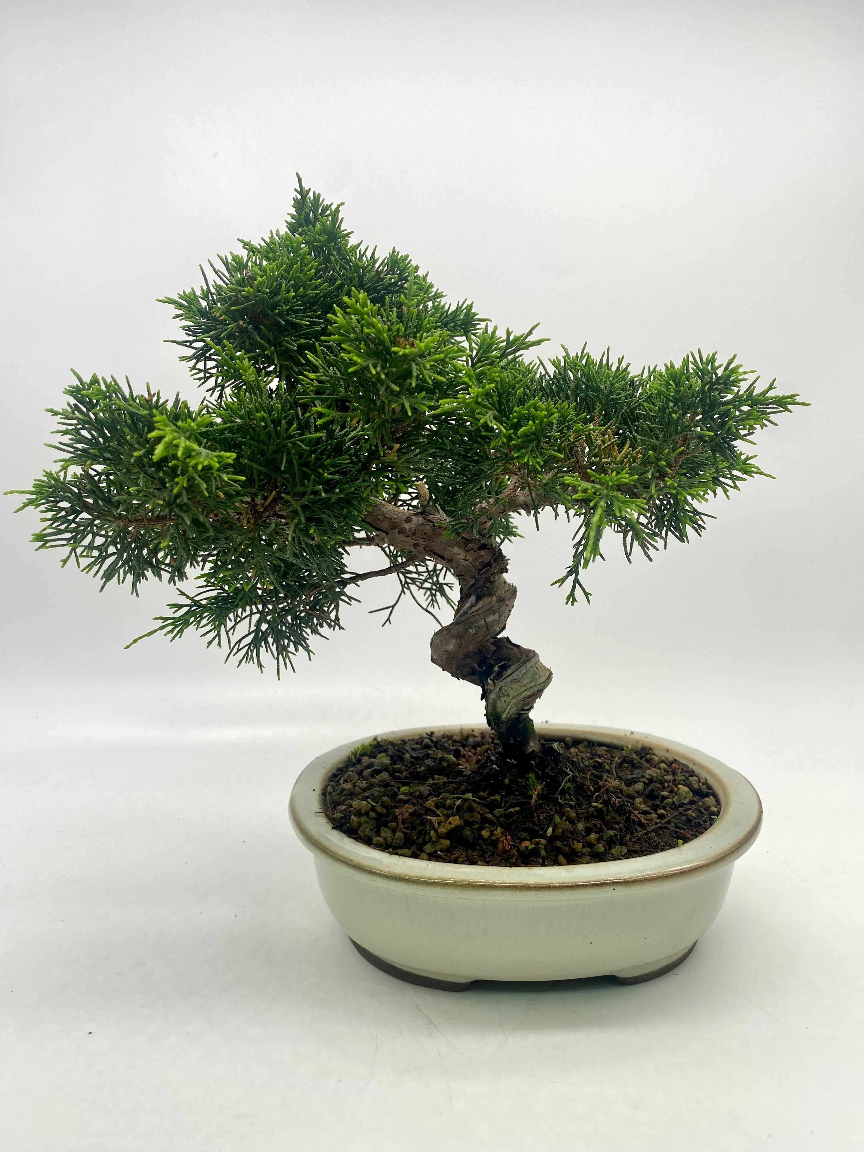 日本系魚川真柏