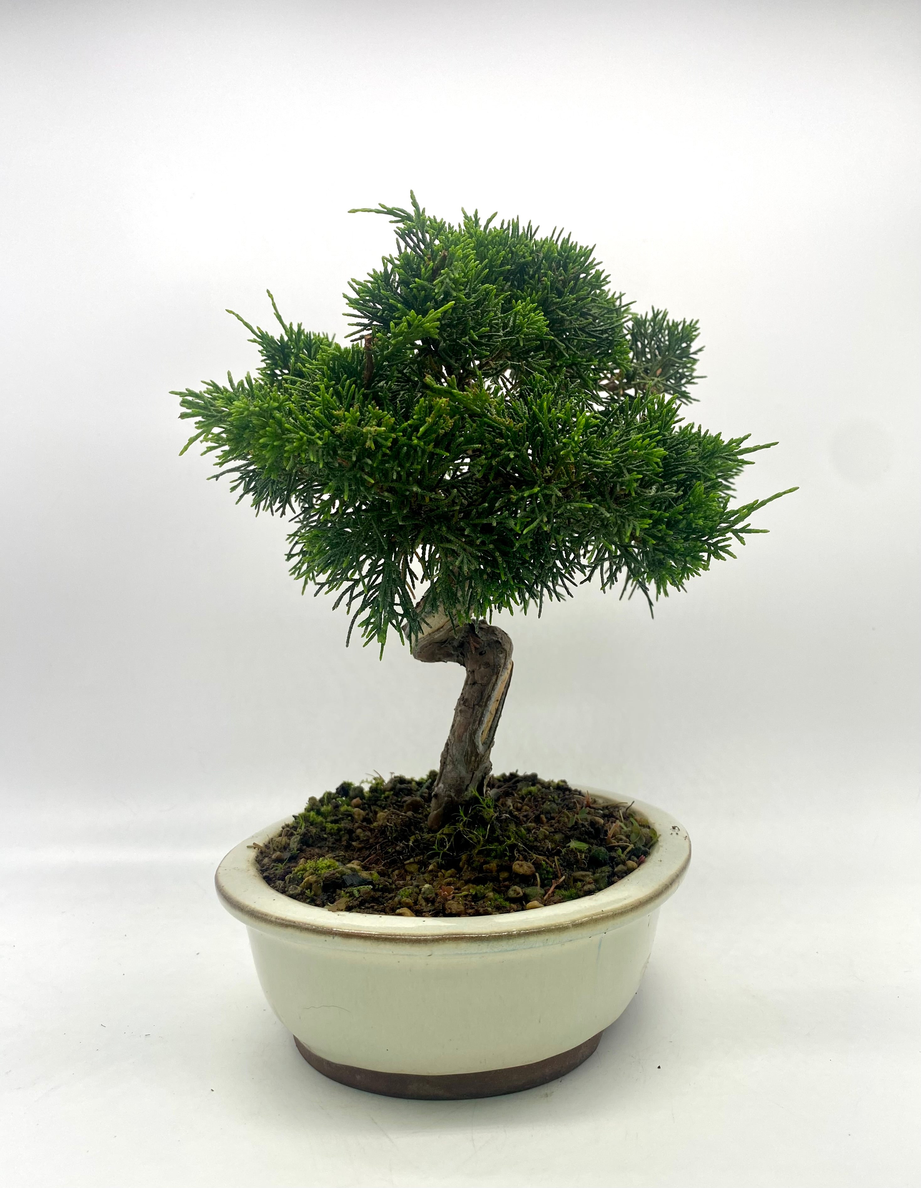 日本系魚川真柏