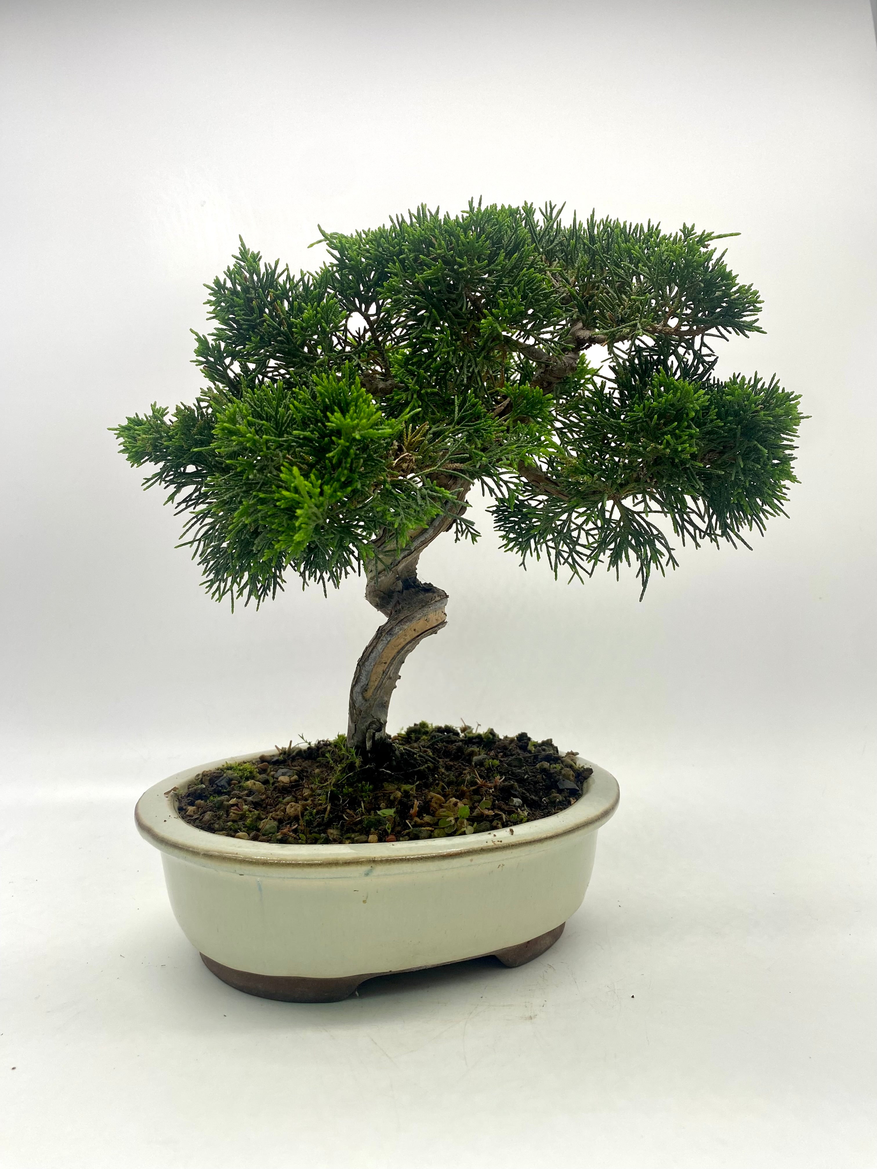 日本系魚川真柏