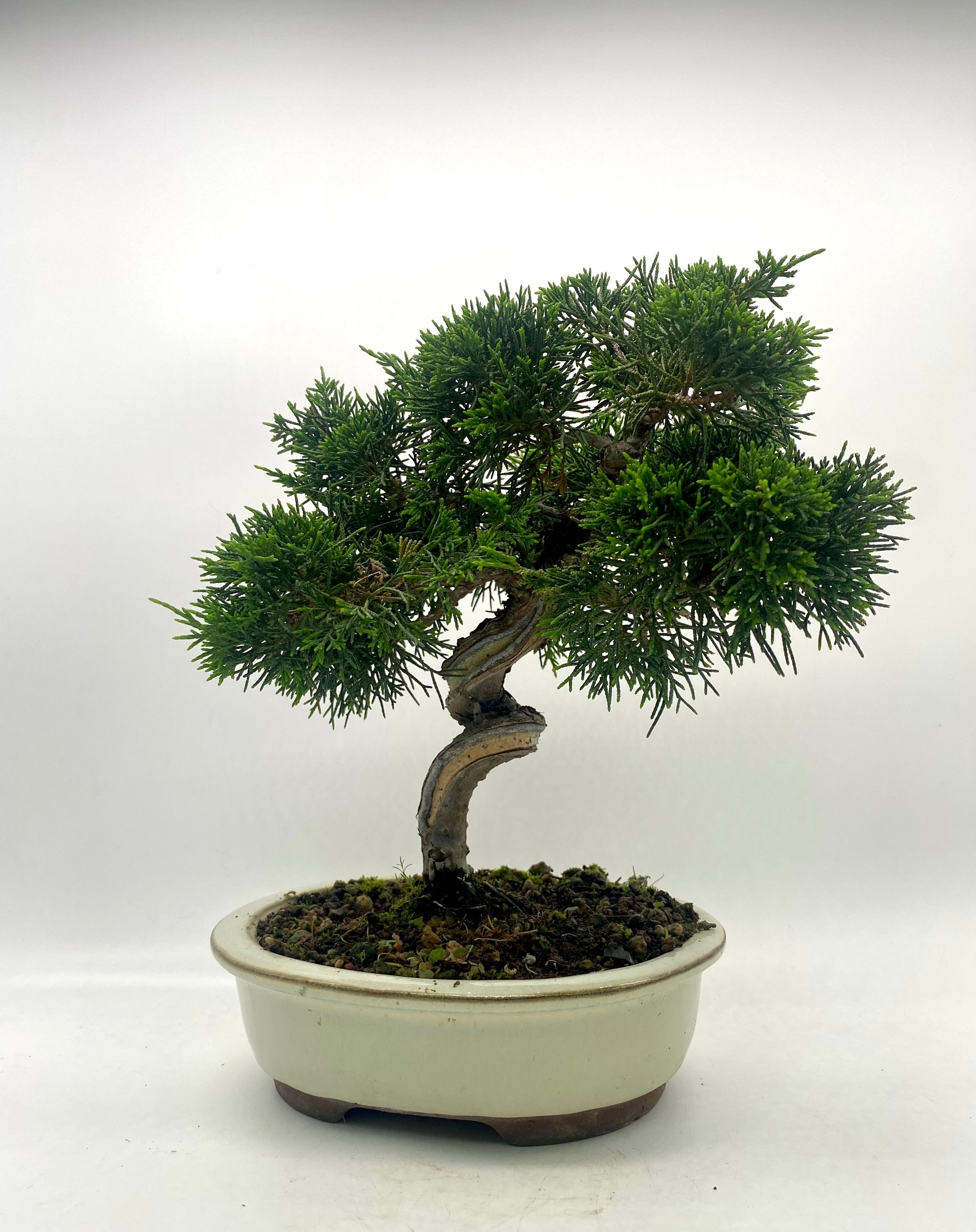 日本系魚川真柏