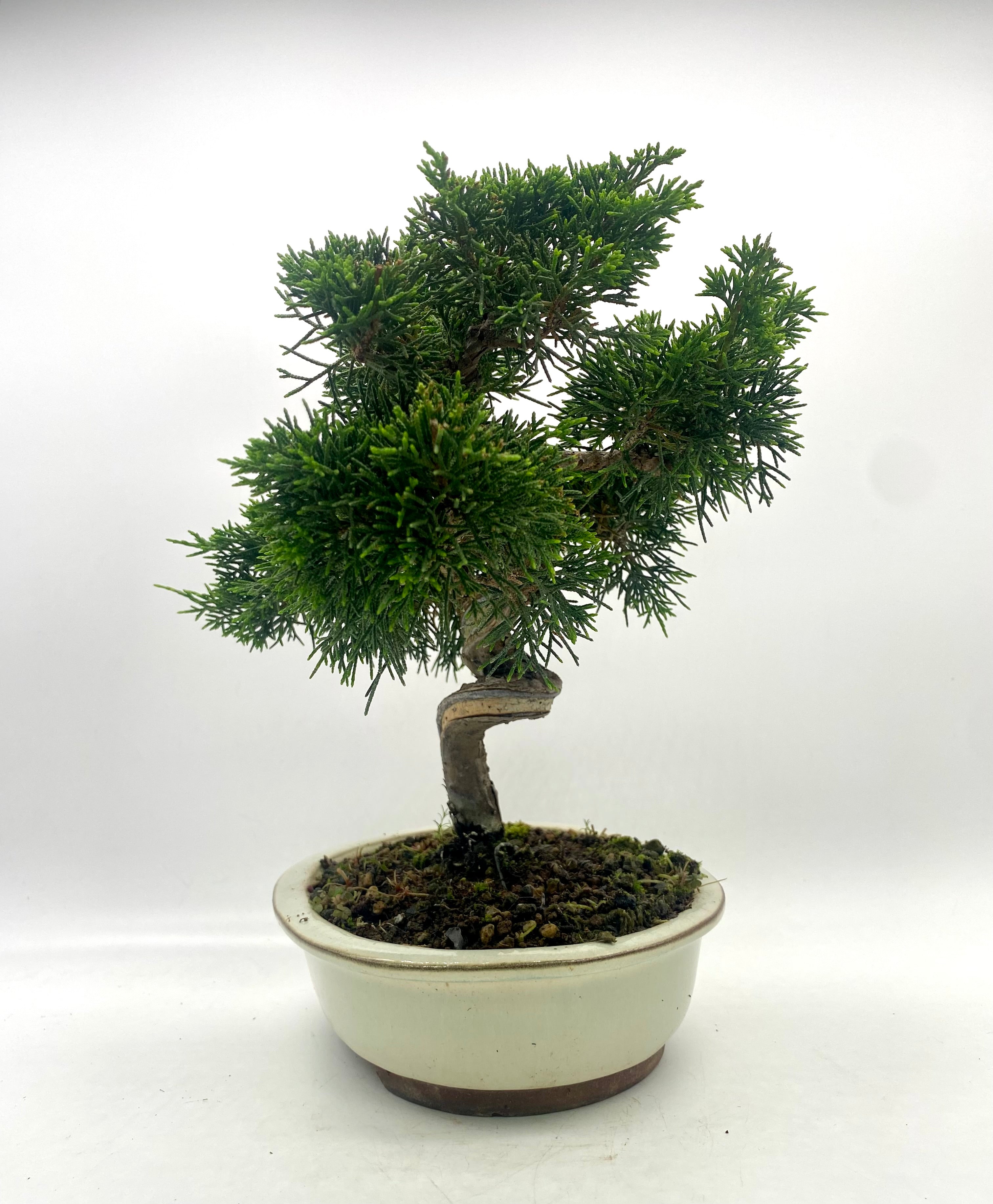 日本系魚川真柏