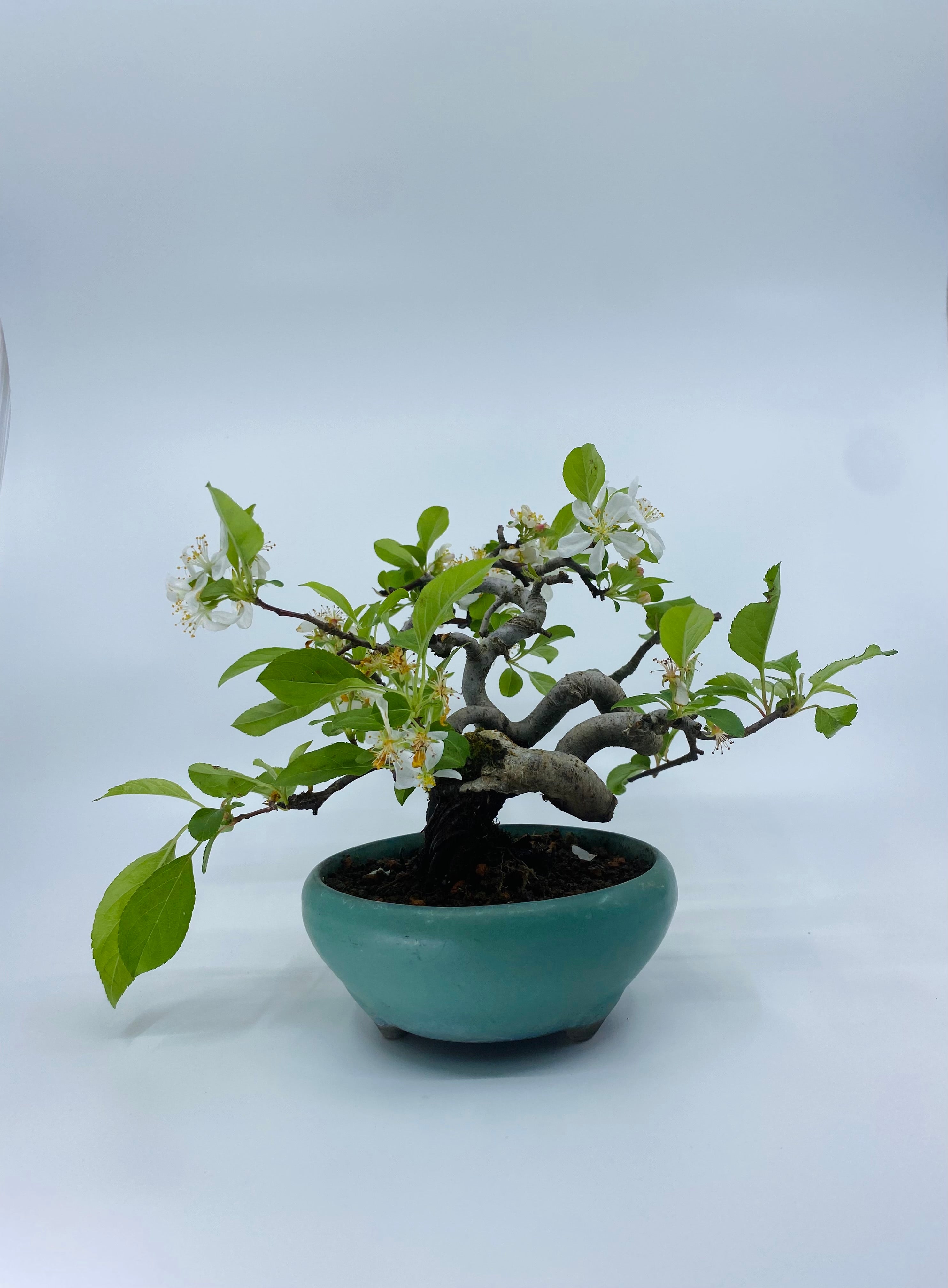 日本深山海堂(有影片)