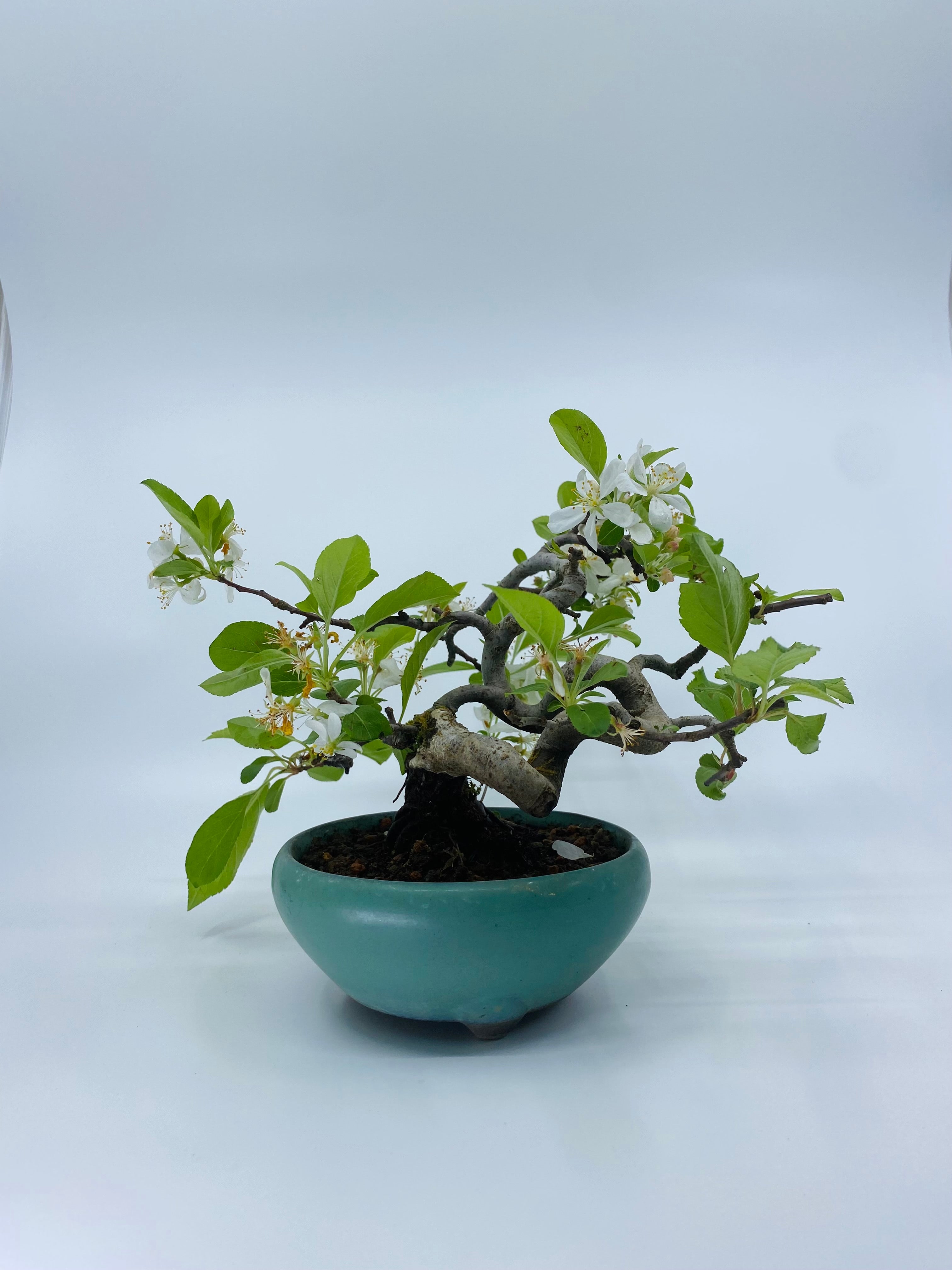 日本深山海堂(有影片)