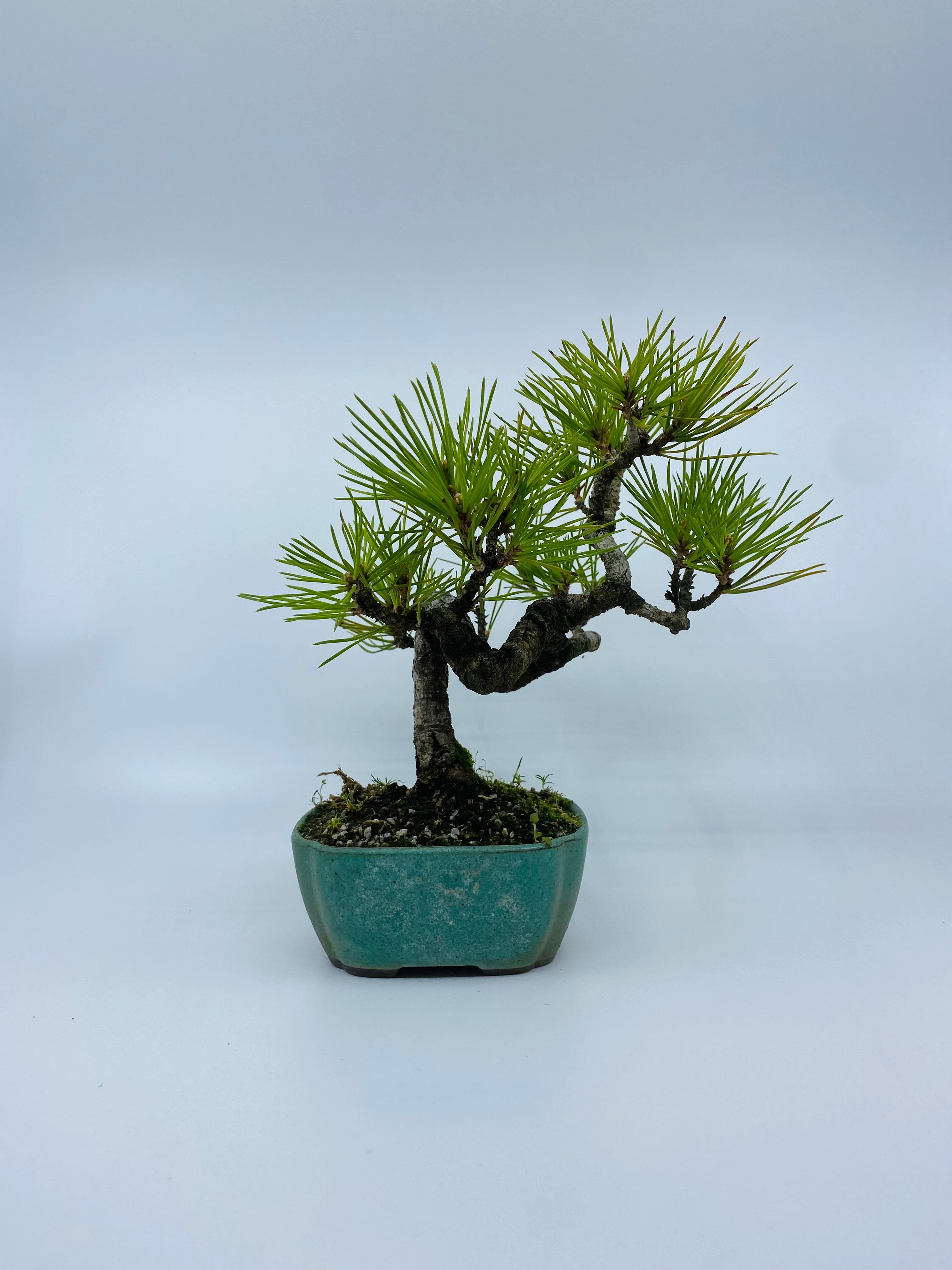 日本黑松