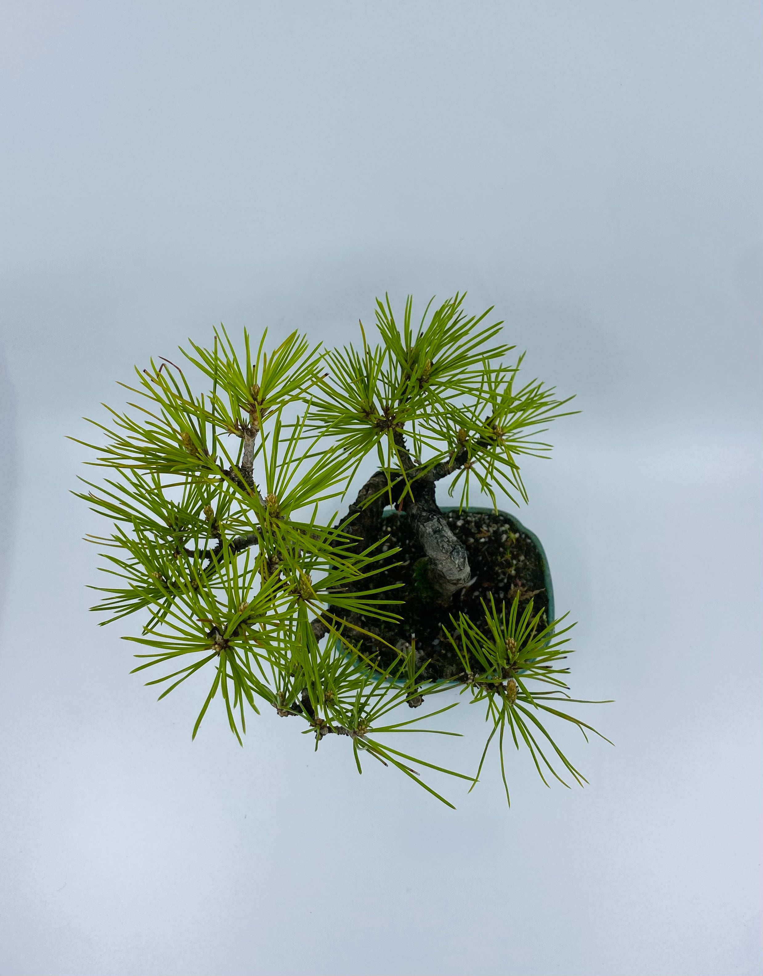 日本黑松